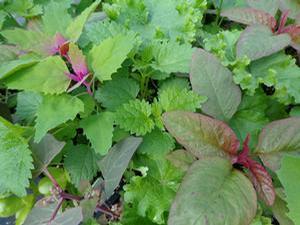 Forager's Mix 'Warm Season' Forager's Mix 'Warm Season'