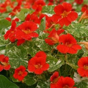 Nasturtium 'Alaska Scarlet' Nasturtium 'Alaska Scarlet'