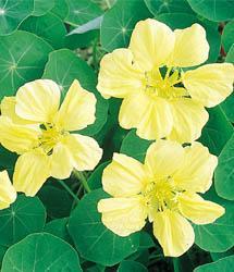 Nasturtium 'Gleam Lemon' Nasturtium 'Gleam Lemon'