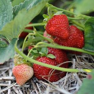 Strawberry 'Valley Sunset' Strawberry 'Valley Sunset'