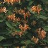 Lonicera japonica 'Mandarin'