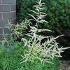 Aruncus dioicus 'Kneiffii'