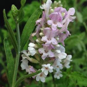 Lavender angustifolia 'Ellagance Pink' Lavender angustifolia 'Ellagance Pink'