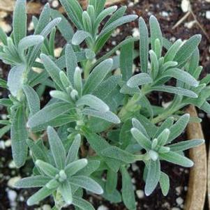 Lavender angustifolia 'Folgate' Lavender angustifolia 'Folgate'