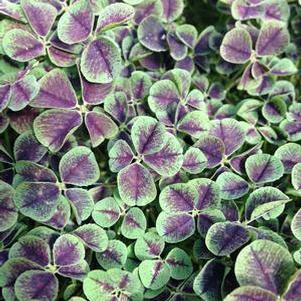 Trifolium 'Dark Dancer™' Trifolium 'Dark Dancer™'