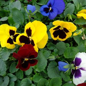 Pansy 'Spring Matrix Blotch Mix' Pansy 'Spring Matrix Blotch Mix'