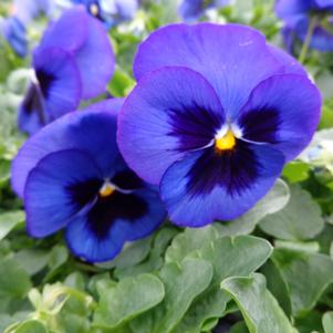 Pansy 'Spring Matrix Blue Blotch' Pansy 'Spring Matrix Blue Blotch'