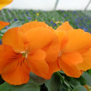 Pansy 'Spring Matrix Deep Orange' Pansy 'Spring Matrix Deep Orange'