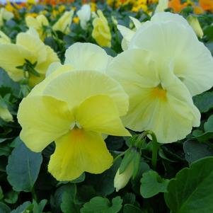 Pansy 'Spring Matrix Lemon' Pansy 'Spring Matrix Lemon'