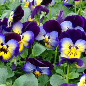 Pansy 'Spring Matrix Midnight Glow' Pansy 'Spring Matrix Midnight Glow'