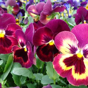 Pansy 'Spring Matrix Sangria' Pansy 'Spring Matrix Sangria'
