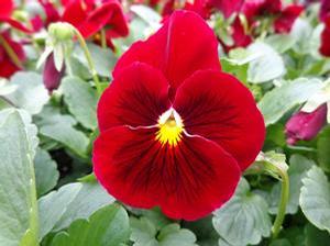 Pansy 'Spring Matrix Scarlet' Pansy 'Spring Matrix Scarlet'