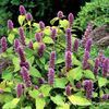 Agastache foeniculum 'Golden Jubilee'