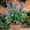 Agastache foeniculum 'Honeybee Blue'
