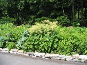 Aruncus dioicus