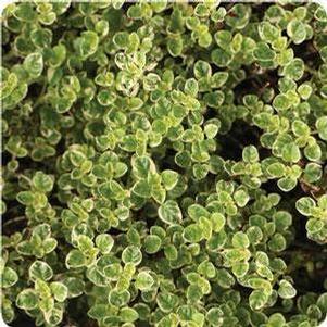 Oregano 'Varigated' Oregano 'Varigated'