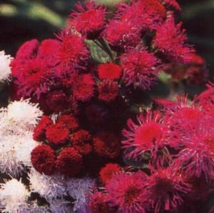 Ageratum houstonianum 'Red Sea'
