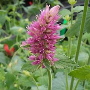 Agastache hybrida 'Arcado Pink' Agastache hybrida 'Arcado Pink'