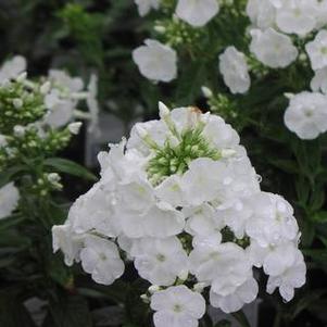 Phlox paniculata 'Peacock™ White' Phlox paniculata 'Peacock™ White'
