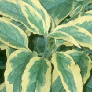 Symphytum 'Hidcote Varigated' Symphytum 'Hidcote Varigated'