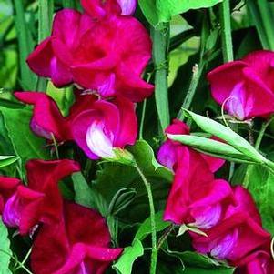 Lathyrus 'King Edward VII' Lathyrus 'King Edward VII'