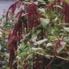 Amaranthus caudatus 'Red Tails'