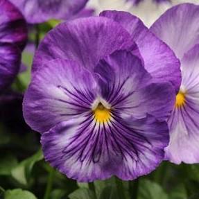 Pansy 'Matrix™ Lavender Shades' Pansy 'Matrix™ Lavender Shades'