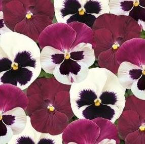 Pansy 'Matrix™ Mix Raspberry Sundae' Pansy 'Matrix™ Mix Raspberry Sundae'