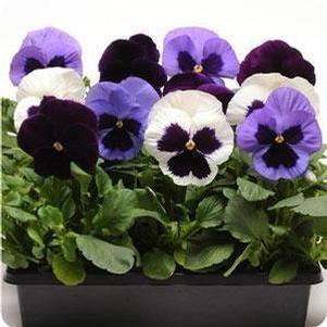 Pansy 'Matrix™ Mix Tanzanite' Pansy 'Matrix™ Mix Tanzanite'