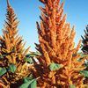 Amaranthus cruentus 'Hot Biscuits'