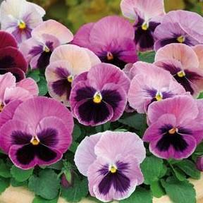 Pansy 'Spring Matrix Pink Shades' Pansy 'Spring Matrix Pink Shades'