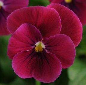 Viola 'Sorbet Carmine Rose' Viola 'Sorbet Carmine Rose'