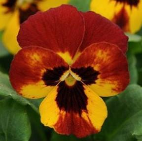 Viola 'Sorbet Fire' Viola 'Sorbet Fire'