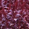 Amaranthus cruentus 'Velvet Curtains'