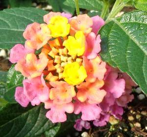 Lantana 'Landmark Sunrise Rose' Lantana 'Landmark Sunrise Rose'