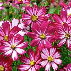 Cosmos bipinatus 'Cosimo Dancing Dolls' Cosmos bipinatus 'Cosimo Dancing Dolls'