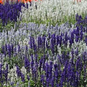 Salvia farinacea 'Seascape Mix' Salvia farinacea 'Seascape Mix'