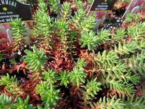 Sedum ochroleucum 'Red Wiggle' Sedum ochroleucum 'Red Wiggle'