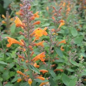 Agastache 'Arizona Sandstone' Agastache 'Arizona Sandstone'
