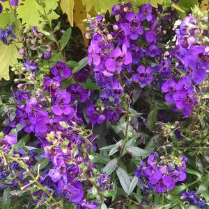 Angelonia 'Archangel Dark Purple' Angelonia 'Archangel Dark Purple'