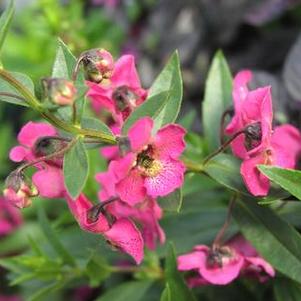 Angelonia 'Archangel Dark Rose' Angelonia 'Archangel Dark Rose'