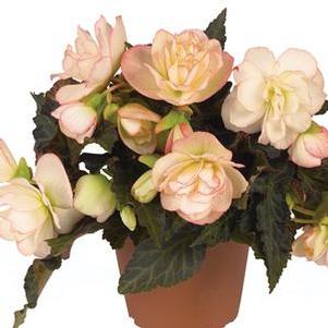 Begonia 'I'Conia Miss Montreal' Begonia 'I'Conia Miss Montreal'