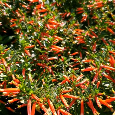 Cuphea hybrid 'Vermillionaire™' Cuphea hybrid 'Vermillionaire™'