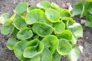 Asarum europeum Asarum europeum