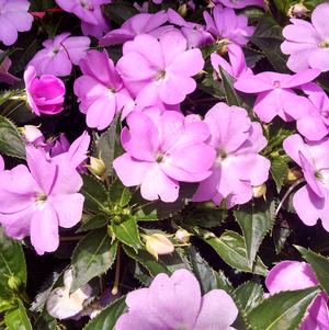 Impatiens 'Sun Harmony Compact Lavender' Impatiens 'Sun Harmony Compact Lavender'