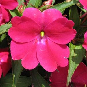 Impatiens 'Sun Harmony Magenta' Impatiens 'Sun Harmony Magenta'