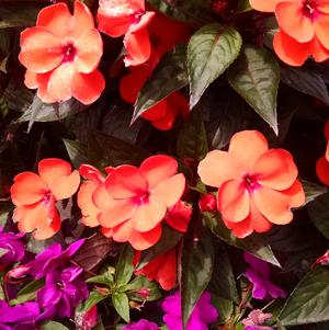 Impatiens 'Sun Harmony Orange' Impatiens 'Sun Harmony Orange'