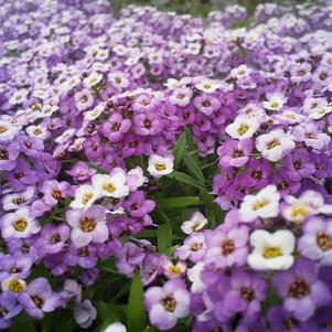 Lobularia 'Purple Stream™' Lobularia 'Purple Stream™'