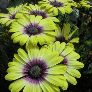 Osteospermum 'Blue Eyed Beauty' Osteospermum 'Blue Eyed Beauty'