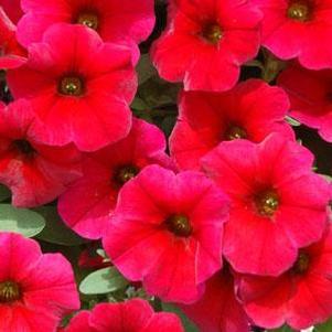 Petunia 'Supercal® Cherry Improved' Petunia 'Supercal® Cherry Improved'